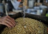 Kementan Ungkap Penyebab Harga Kedelai Meroket, Perajin Tahu Tempe Menjerit