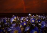 Gurun Atacama Chile Berubah Menjadi Karpet Bunga Ungu, Fenomena Langka di Wilayah Terkering Dunia