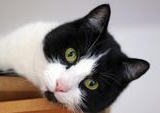 Bisakah Kucing Kedinginan? Panduan Lengkap Melindungi Anabul di Cuaca Dingin