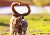 Panduan Lengkap Mengenali Tanda Kucing Betina Berahi Cegah Kehamilan Tak Terencana