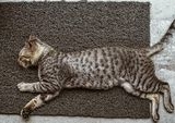 Panduan Lengkap Mengenali Tanda Kucing Melahirkan dan Persiapan Pentingnya