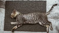 Panduan Lengkap Mengenali Tanda Kucing Melahirkan dan Persiapan Pentingnya