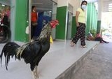 Kisah Haru Martin, Ayam Jantan Setia 8 Tahun Menanti Pemilik di Depan Rumah Sakit