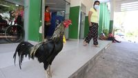 Kisah Haru Martin, Ayam Jantan Setia 8 Tahun Menanti Pemilik di Depan Rumah Sakit