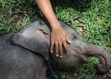 Kematian Anak Gajah Sumatera di Konsesi Jambi, BKSDA Temukan Zat Asing