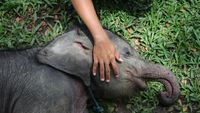 Kematian Anak Gajah Sumatera di Konsesi Jambi, BKSDA Temukan Zat Asing