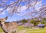 Viral: Turis Diduga Beri Plastik ke Rusa Nara Park, Sorotan Etika Wisatawan di Jepang