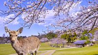 Viral: Turis Diduga Beri Plastik ke Rusa Nara Park, Sorotan Etika Wisatawan di Jepang