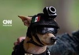 Chihuahua Comando Gabung Garda Nasional Meksiko, Jadi Ikon Publik Unik