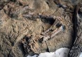 Fosil Buaya Purba Spesies Baru Ditemukan Dekat Piramida Giza, Ungkap Lingkungan Mesir Kuno