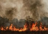 Kebakaran Hutan Ancam Target Iklim Indonesia 2030, Ilmuwan Peringatkan Dampak Serius