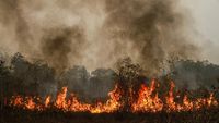 Kebakaran Hutan Ancam Target Iklim Indonesia 2030, Ilmuwan Peringatkan Dampak Serius
