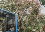 Pesona Tabebuya Mekar di Cikini Raya: Oase Warna di Tengah Hiruk Pikuk Jakarta